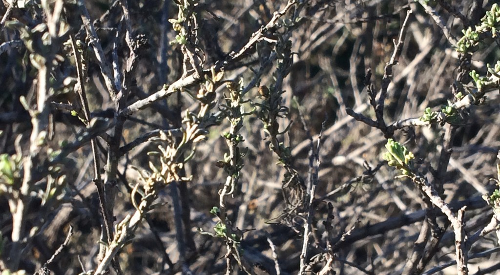 California Sagebrush and Change of&nbsp;Seasons
