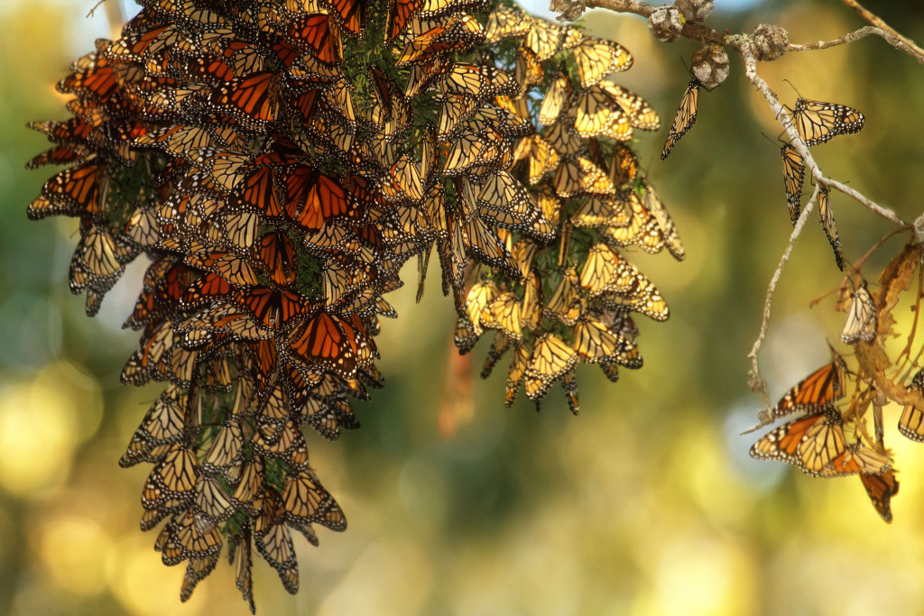 ‘Western Monarch Butterflies are Still in&nbsp;Trouble’