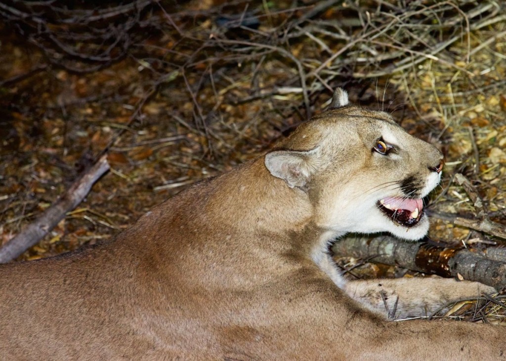 ‘Lions of Los&nbsp;Angeles’