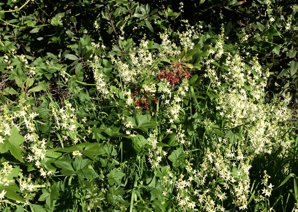Wild Cucumber