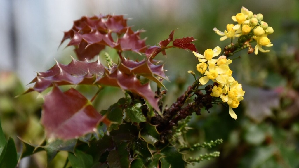 This Week in the Garden&nbsp;(2/12/17)