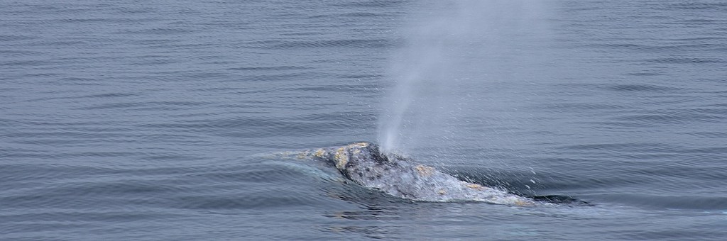 Looking for Gray&nbsp;Whales