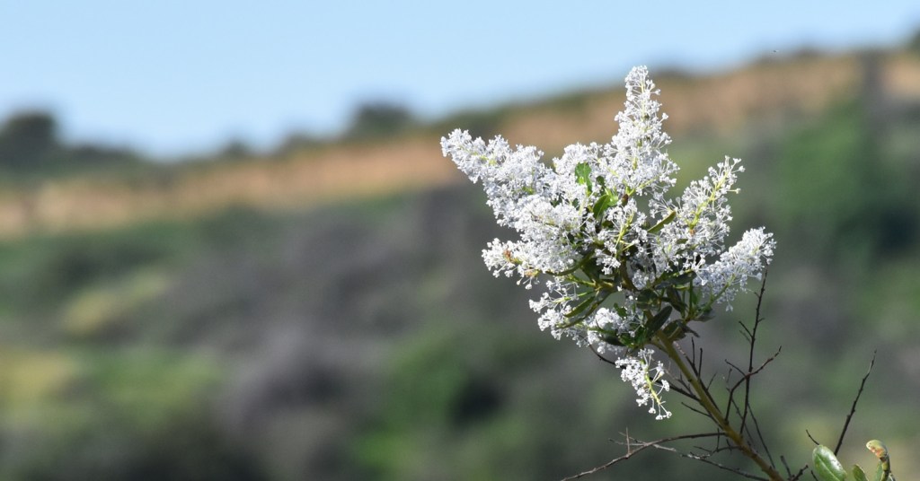 Griffith Park: Losing My Serenity and Regaining It