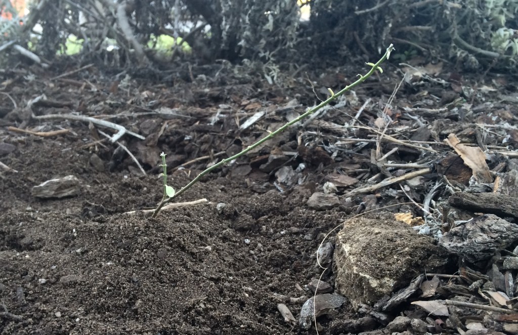 Milkweed and Unending&nbsp;Faith