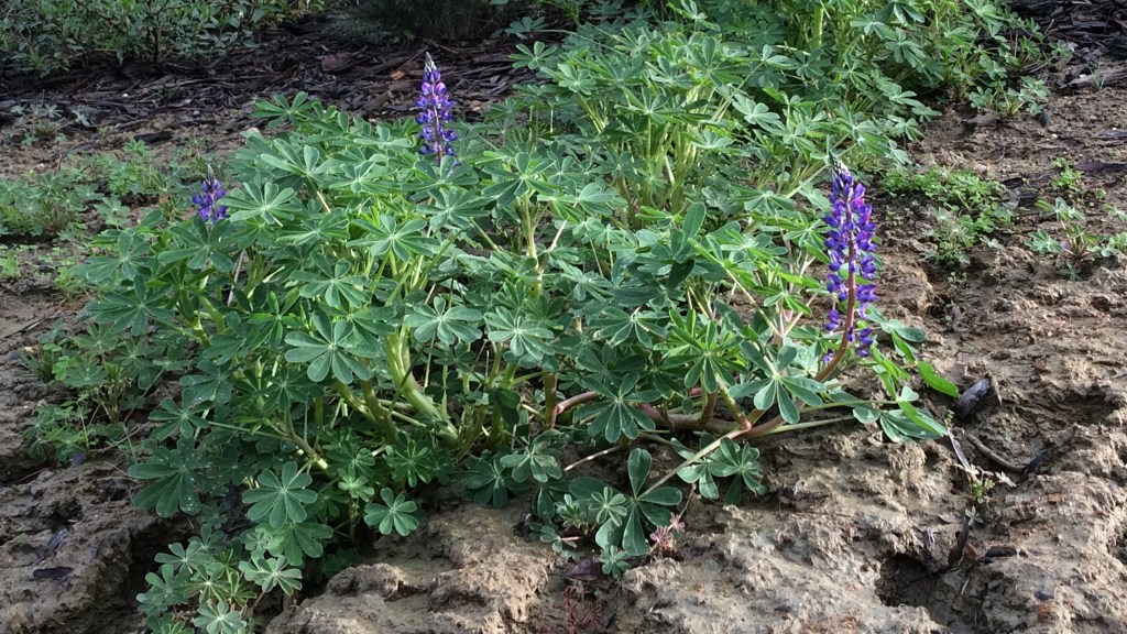 Winter Wildflowers