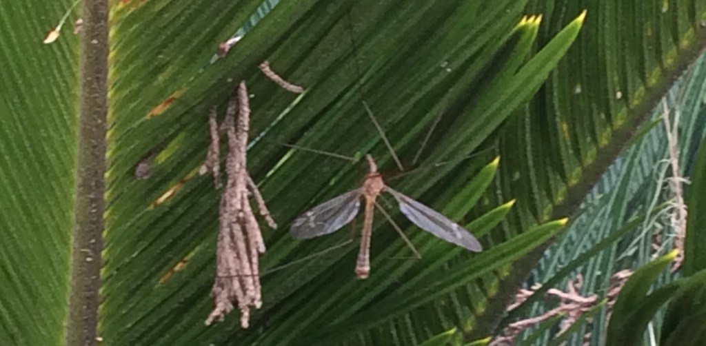 Skeeters! Gollywhoppers! Crane Flies!