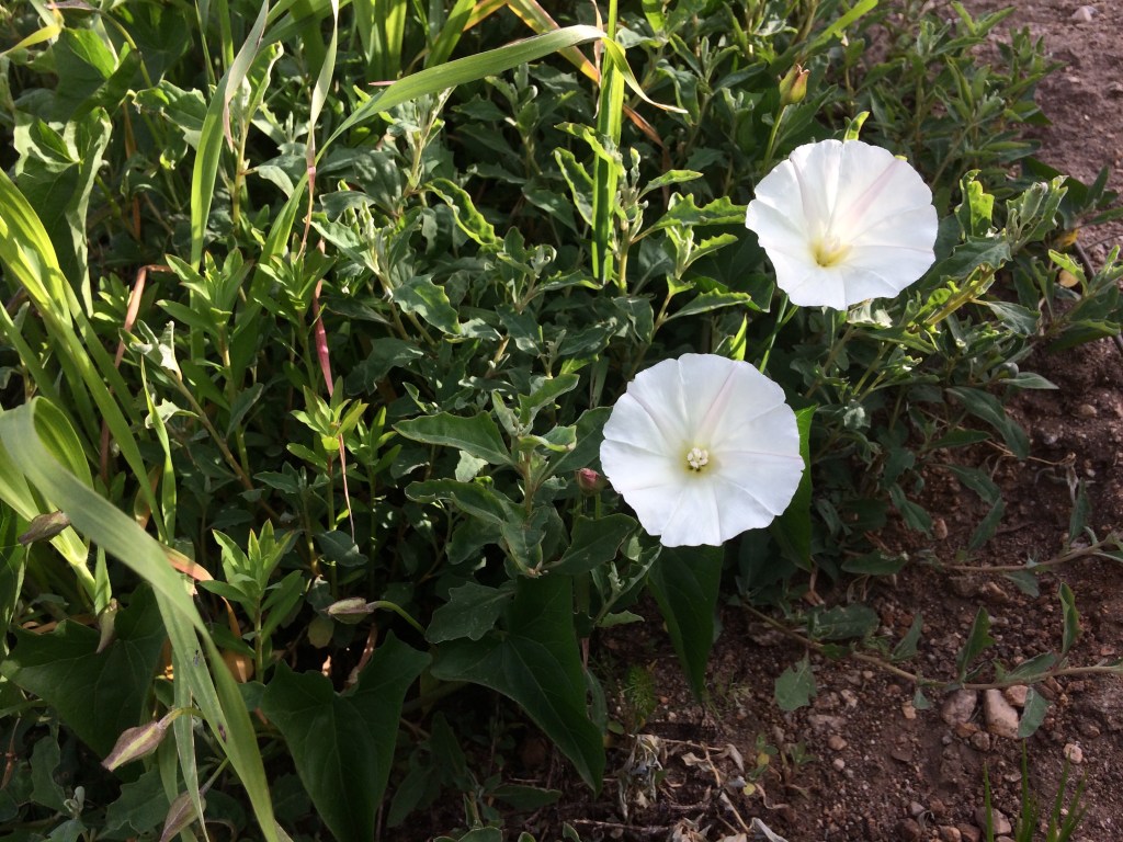Up in Kenneth Hahn Park (Week of&nbsp;3/5/17)