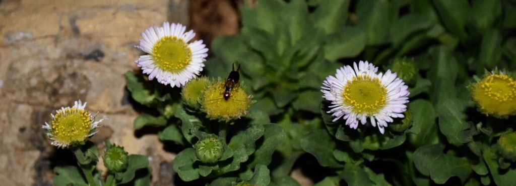 The Battle of the Earwigs