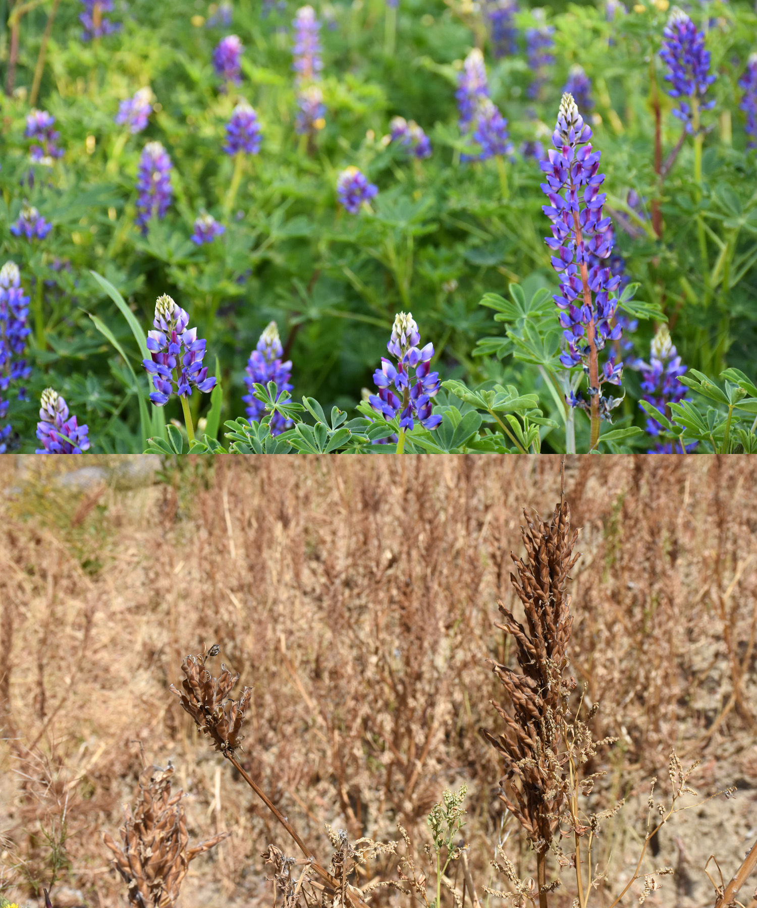 Lupine Montage