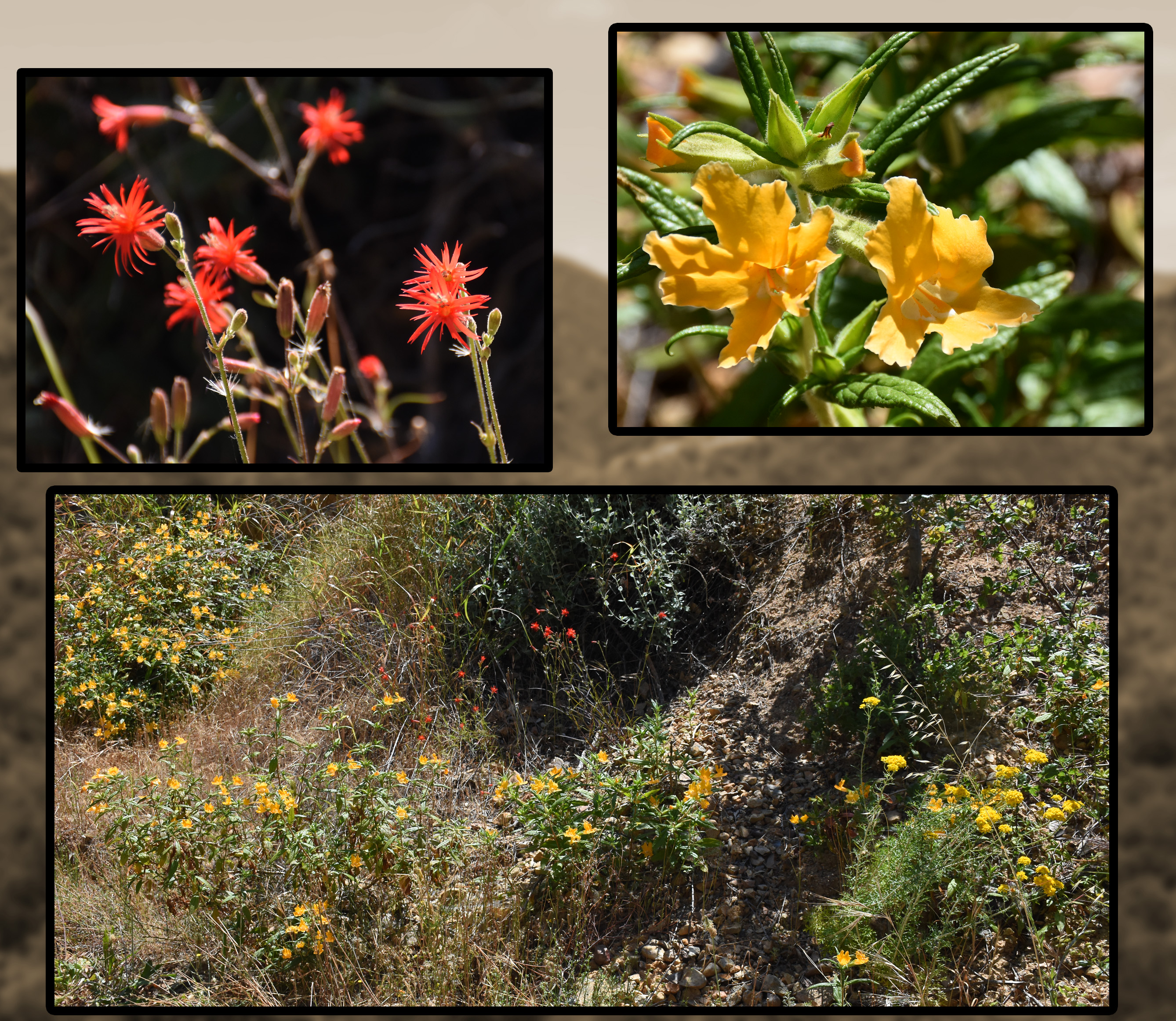 Perennial Flowers Montage