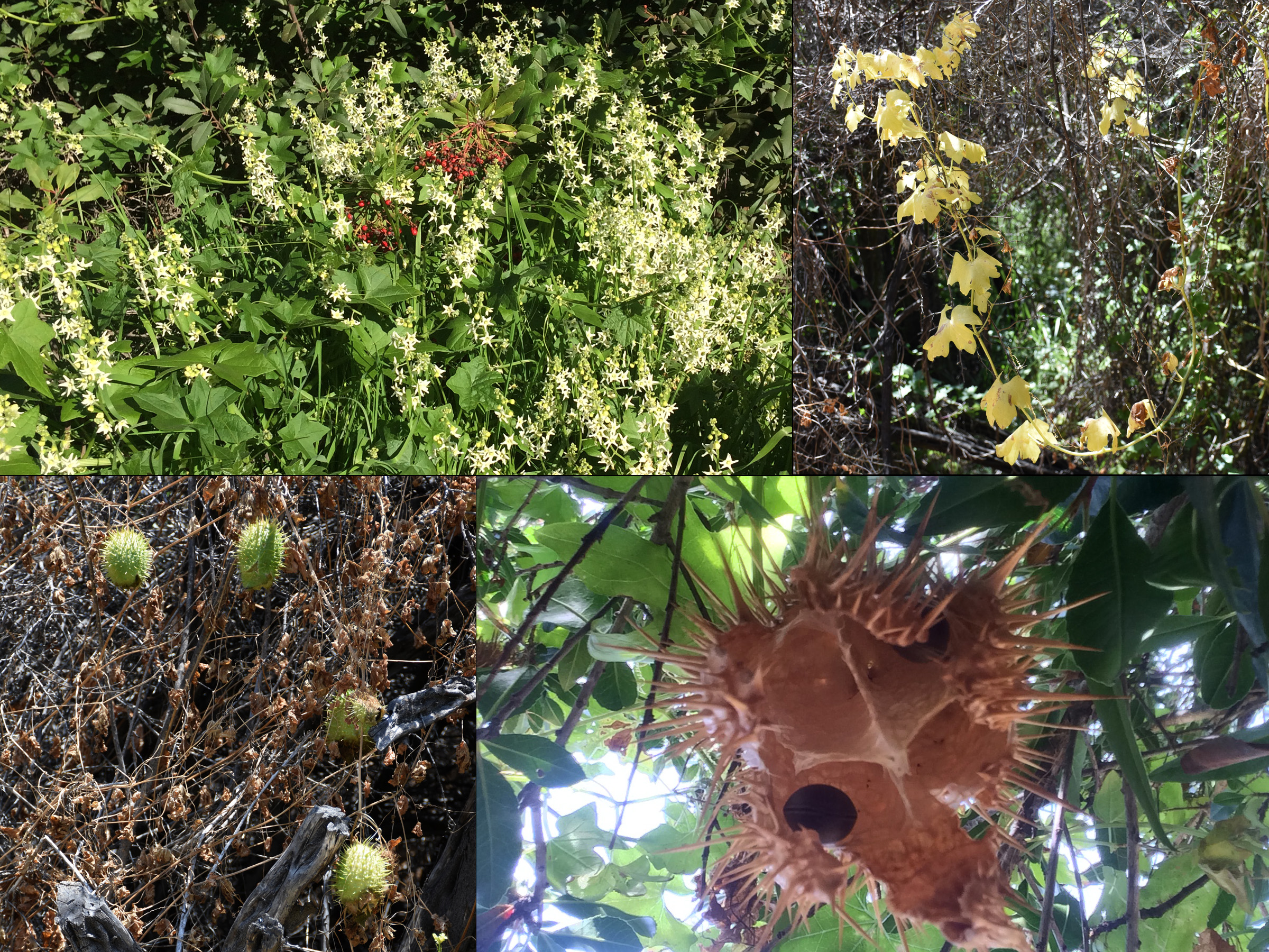 Wild Cucumber montage