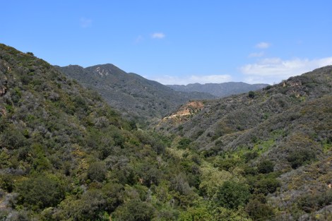 Looking Up Rustic Canyon