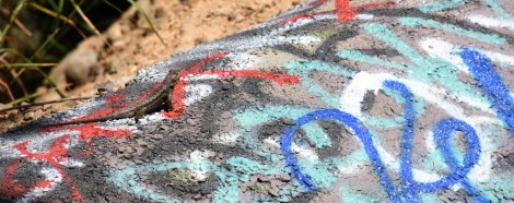 Lizard and Graffiti