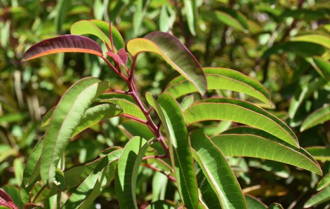 Laurel Sumac (Malosma laurina)