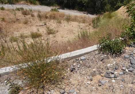 Deerweed (Acmispon glaber) and laurel sumac (Malosma laurina) reclaiming roadside