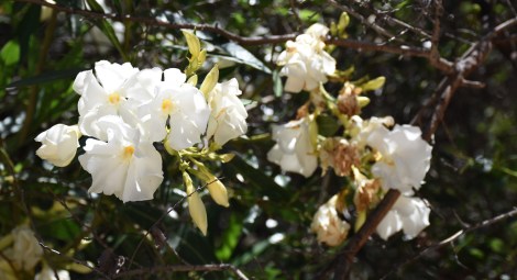 Oleander flowers (Nerium oleander)