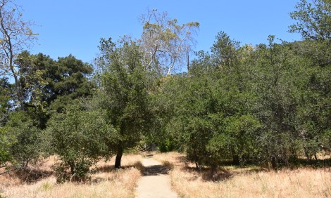 Coast Live Oak (Quercus agrifolia) reclaiming an abandon field