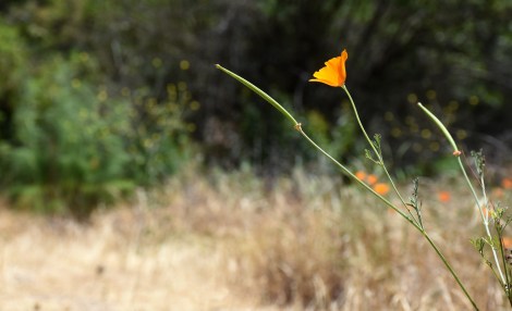 Late blooming California Poppy (Eschscholzia californica) along the trail