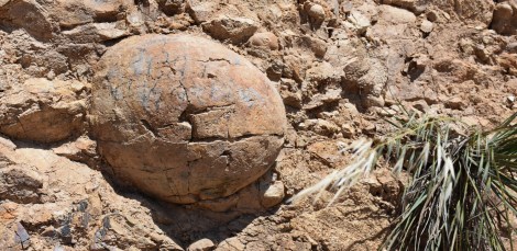 Boulder in Conglomerate Rock
