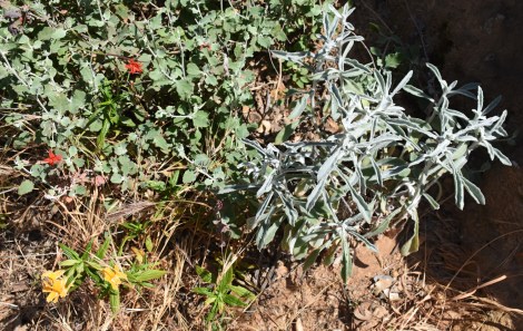 Coastal Buckwheat, Cardinal Catchfly, Sticky Monkeyflower, White Sage