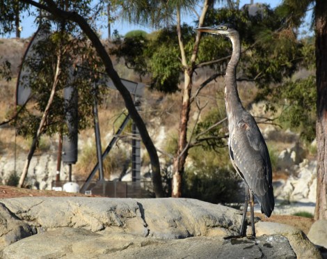 Great Blue Heron