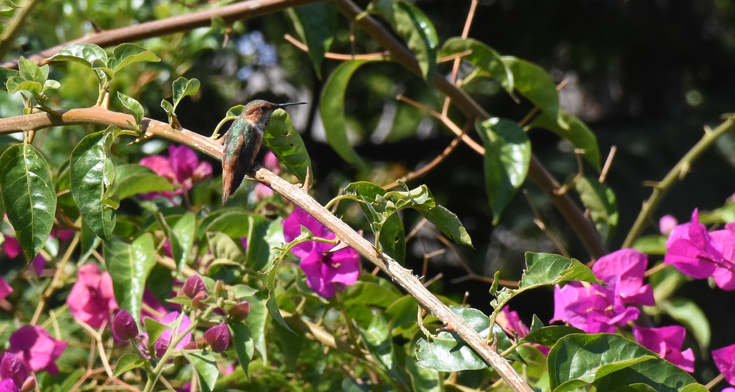 DSC_2720 (crop)
