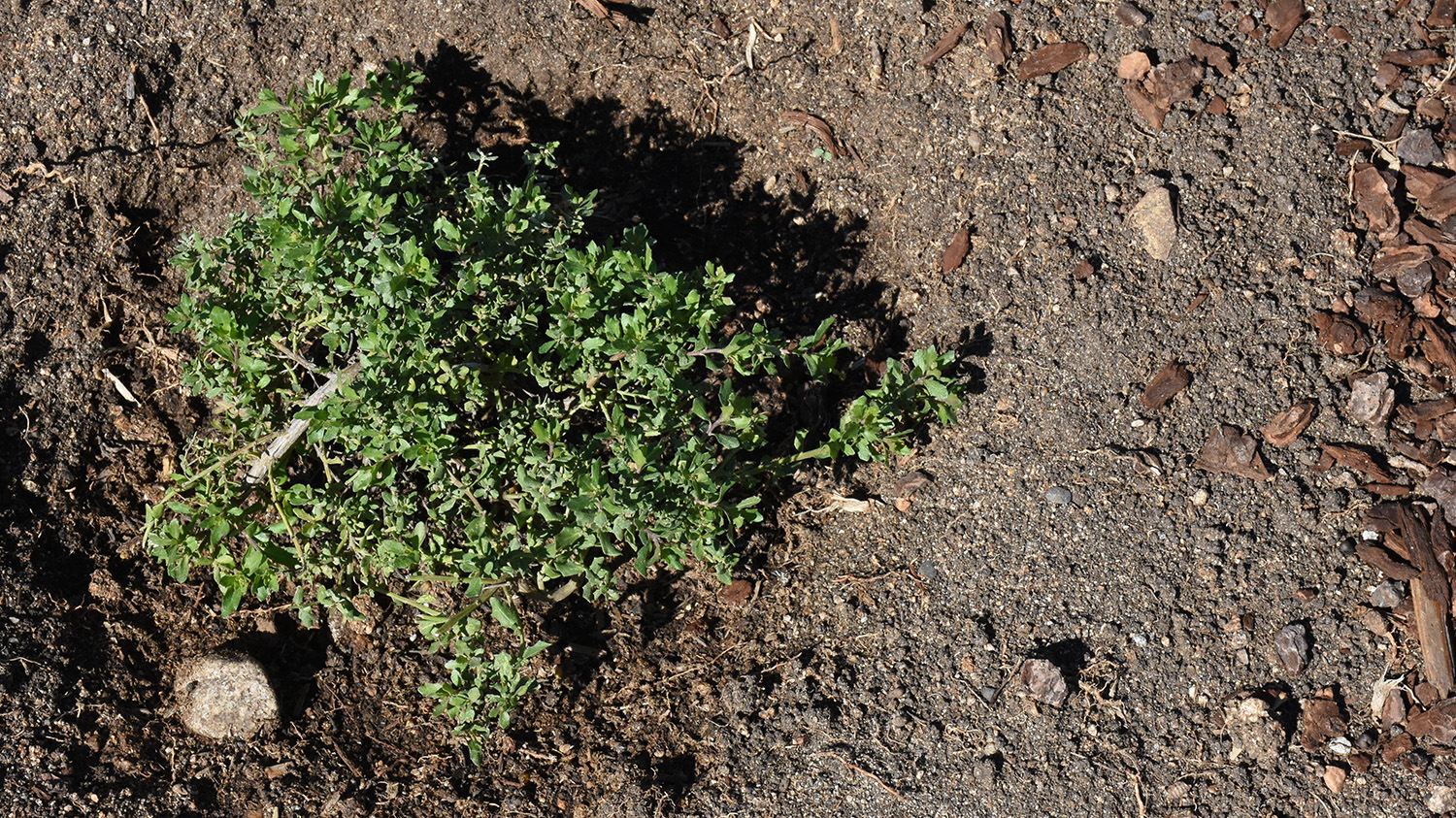 Newly 'Twin Peak #2' Coyote Brush