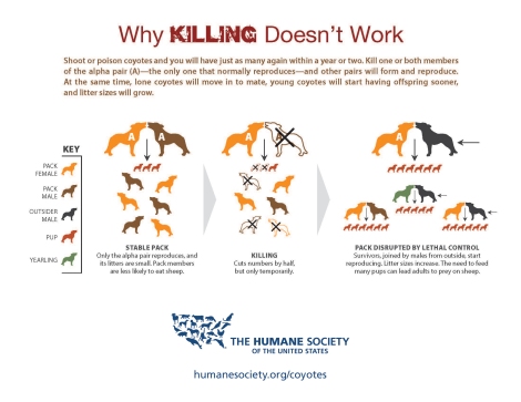 coyote-killing-infographic