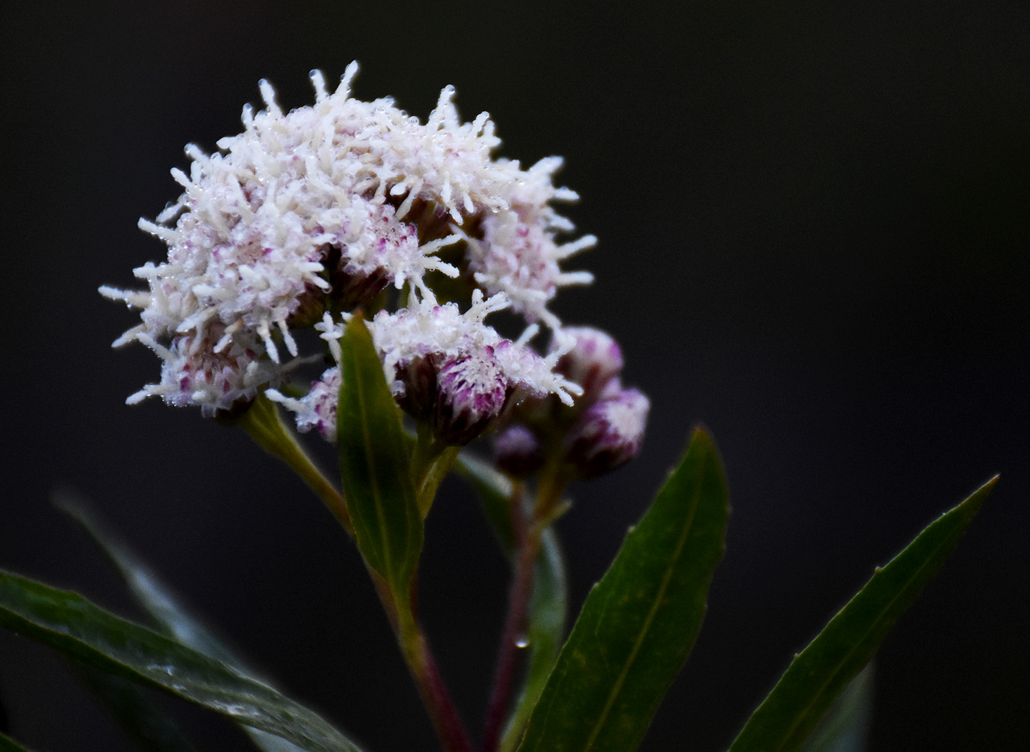 DSC_3453 (crop ps 2)