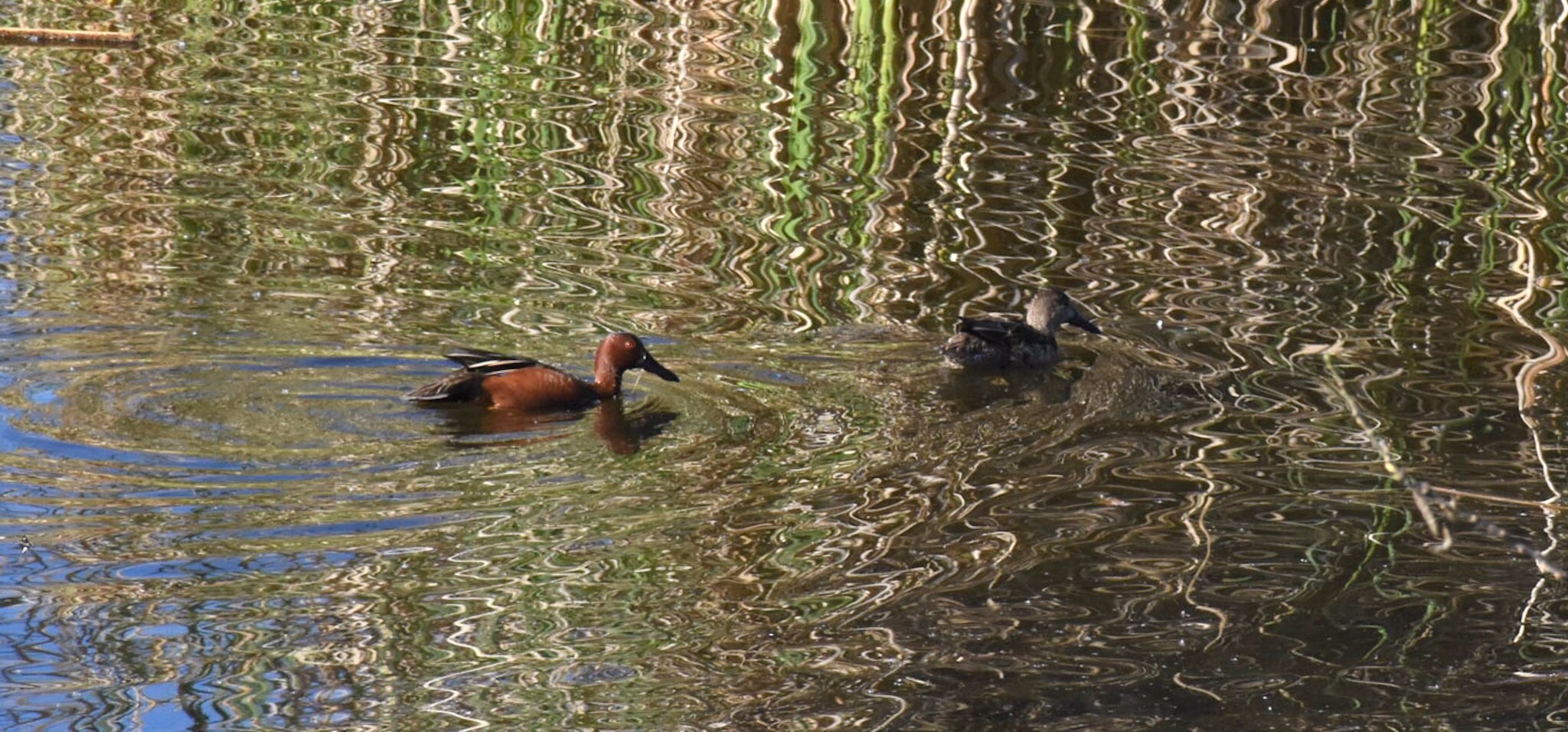 DSC_3498
