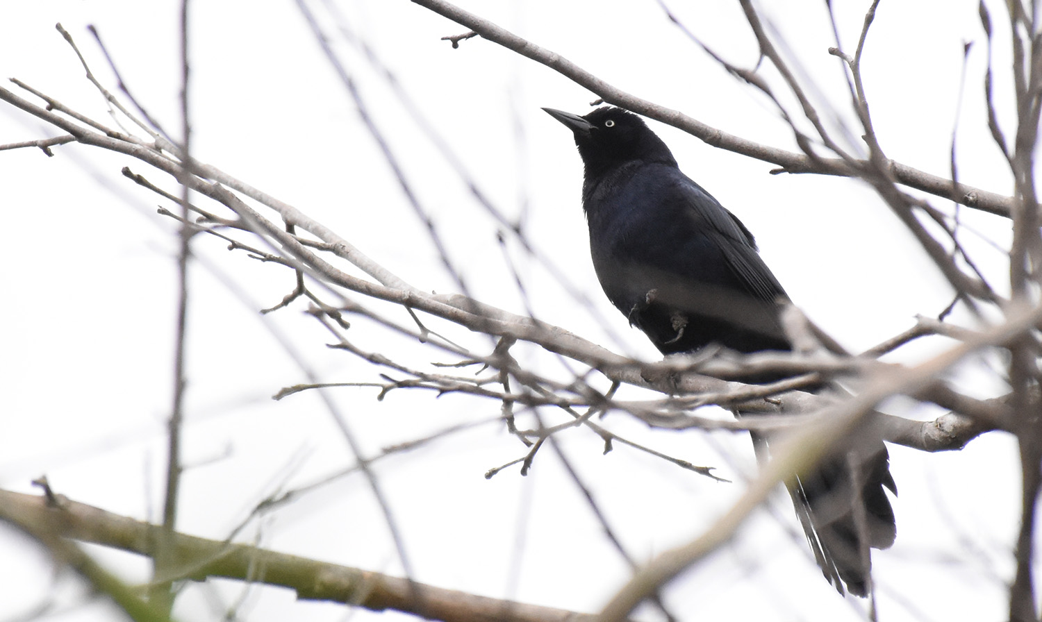 DSC_3745 (crop)