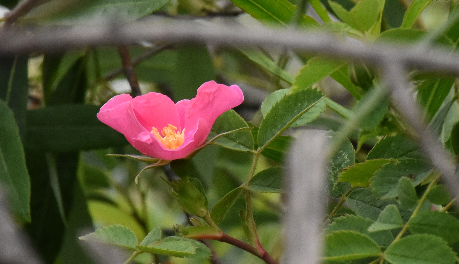 DSC_3794 (crop ps)
