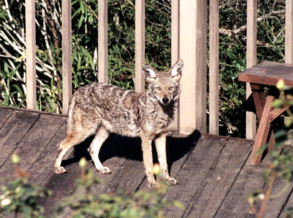 Living with the&nbsp;Coyote