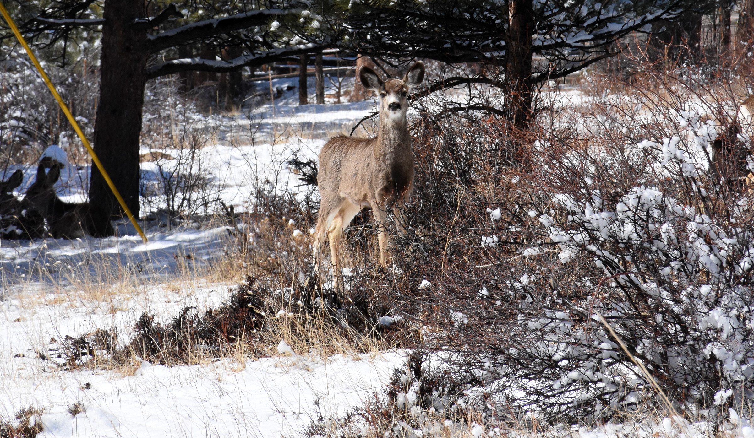 DSC_3531 (crop ps)