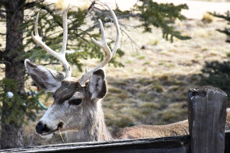 DSC_3592 (crop lr).jpg.jpg