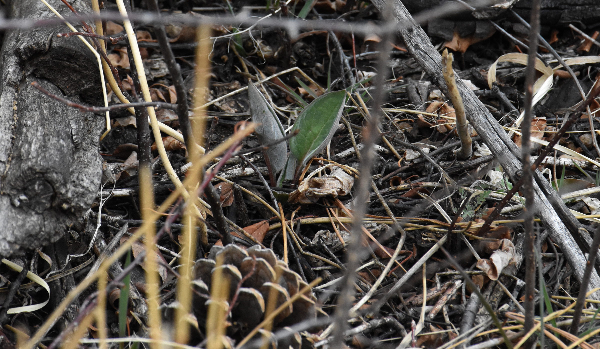 DSC_3657 (crop ps)
