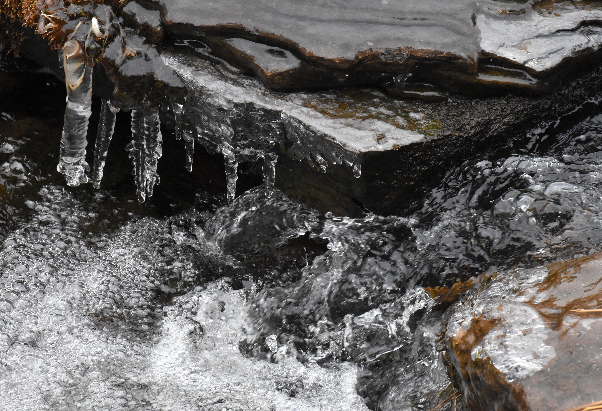 DSC_3660 (crop ps)
