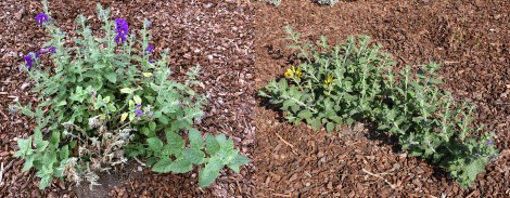 Blue Witch Comparsion