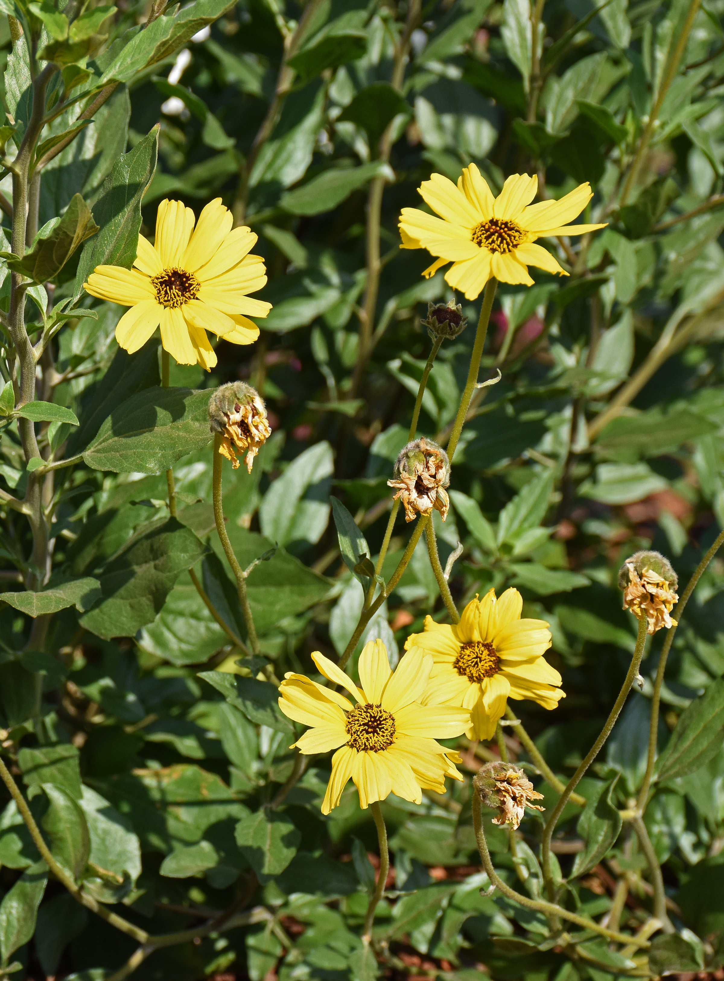 Old and new flowers on a California bush sunflower