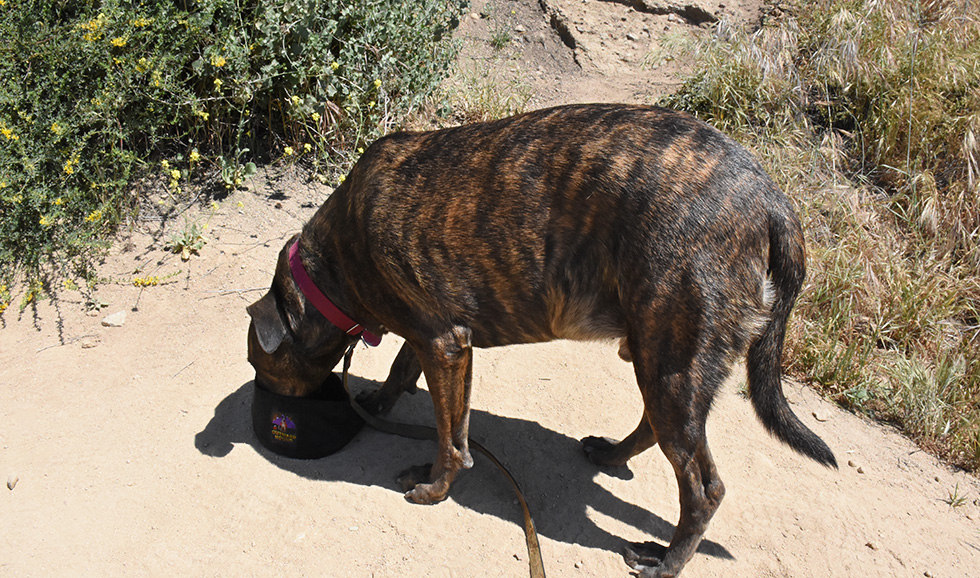 Dog drinking water