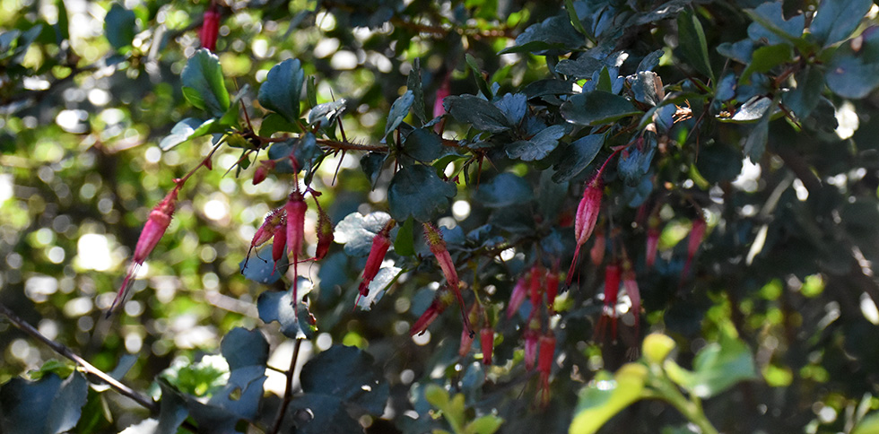Fuchsia Flowered Gooseberry