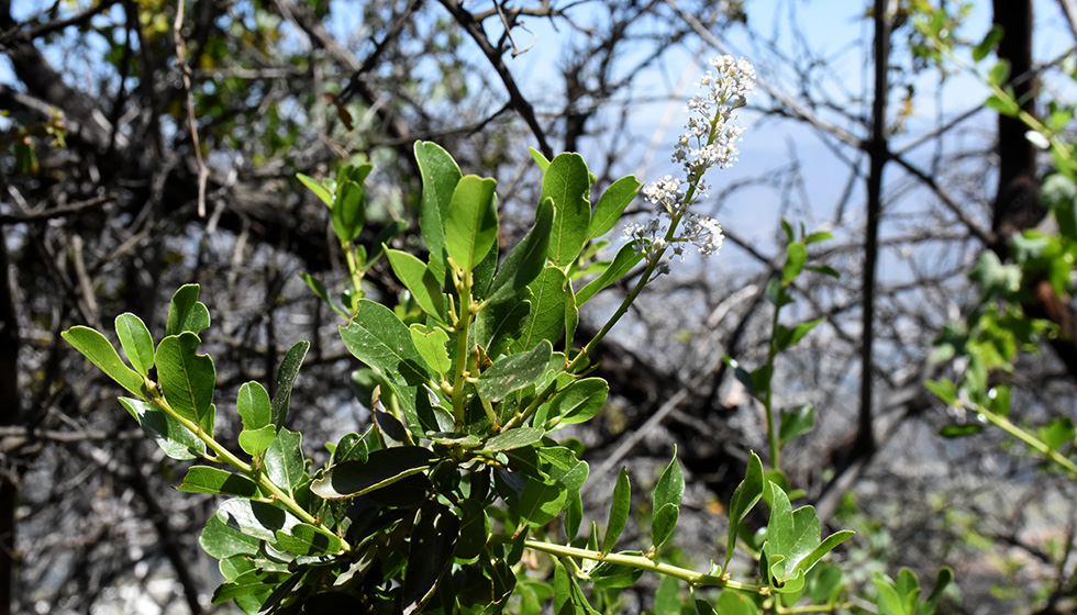 Greenbark Ceanothus