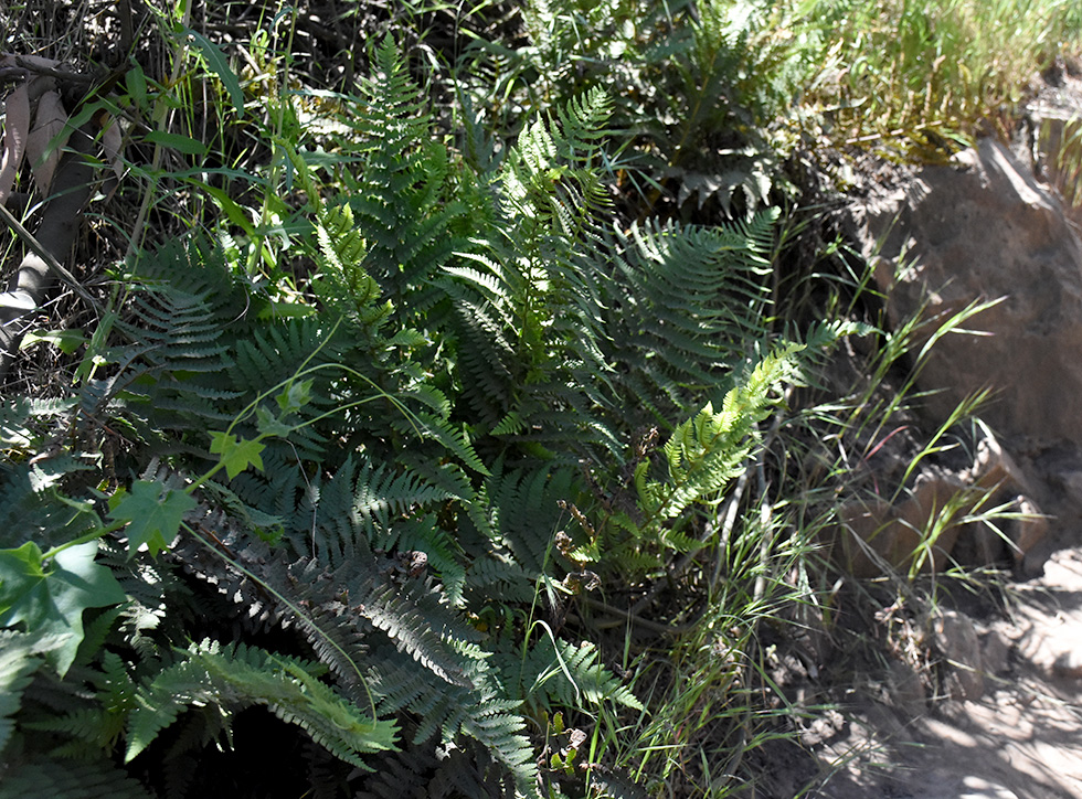 Coastal Wood Fern