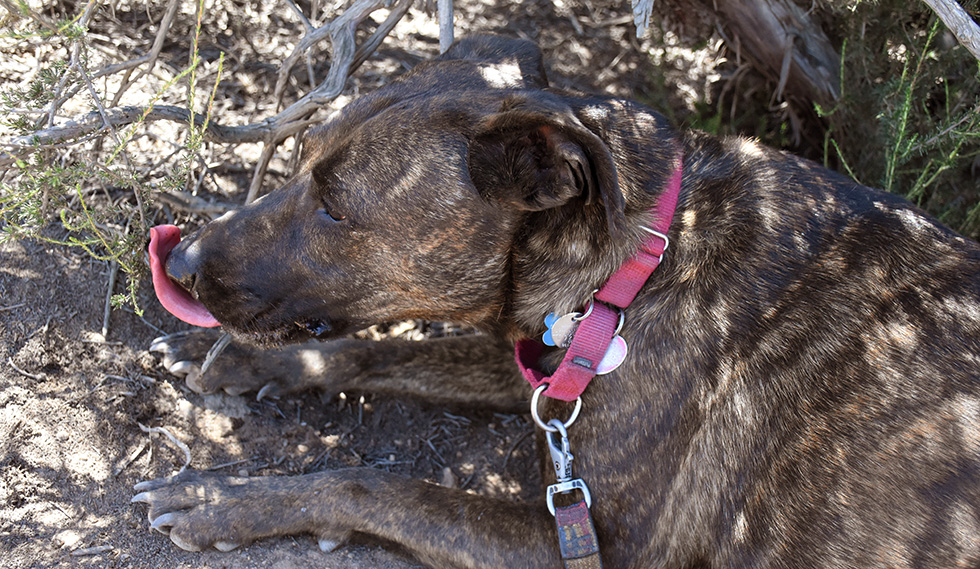 Dog resting in shade