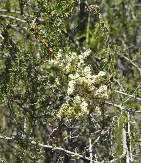 Chamise flower cluster