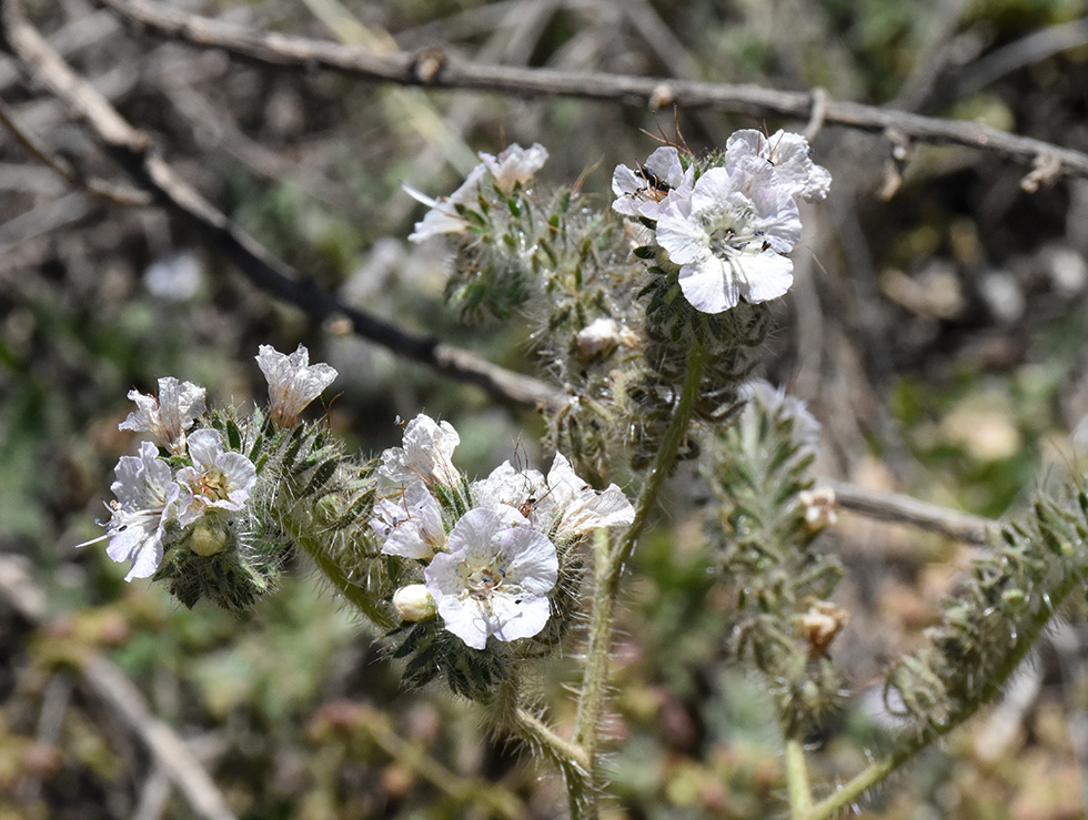 Caterpillar Phacelia