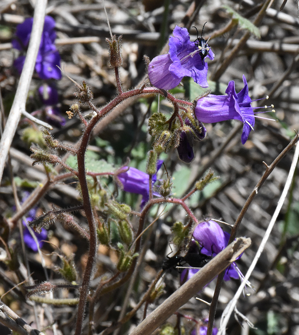 California bluebells (Phacelia minor) with long-horned beetles