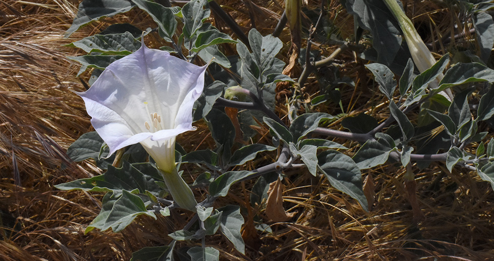 Sacred datura