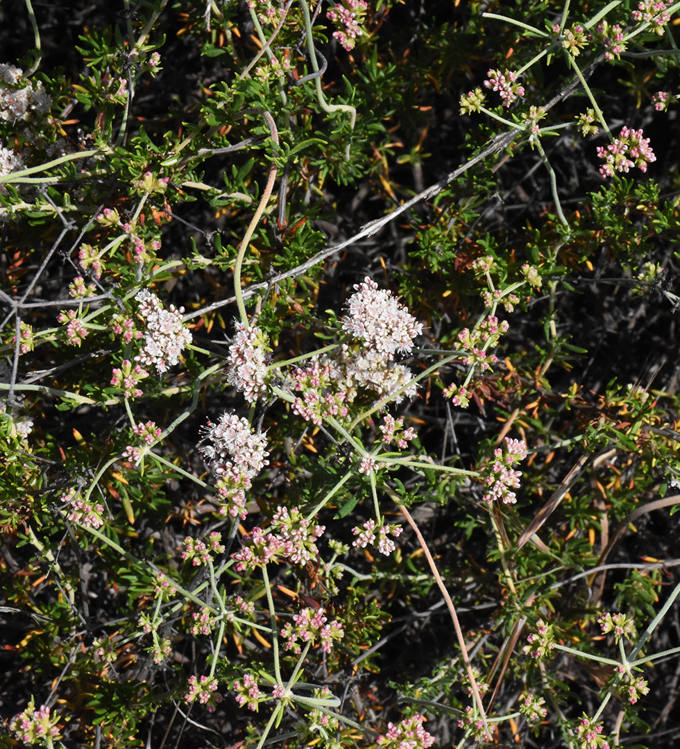 California Buckwheat flowers and buds