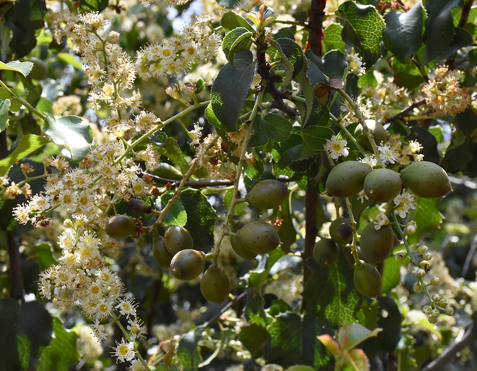 Holly leaf Cherry